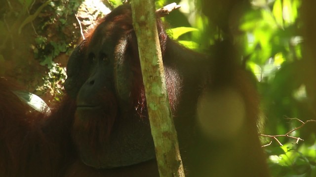 Bornean Orangutan - Pongo pygmaeus - Media Search - Macaulay Library ...