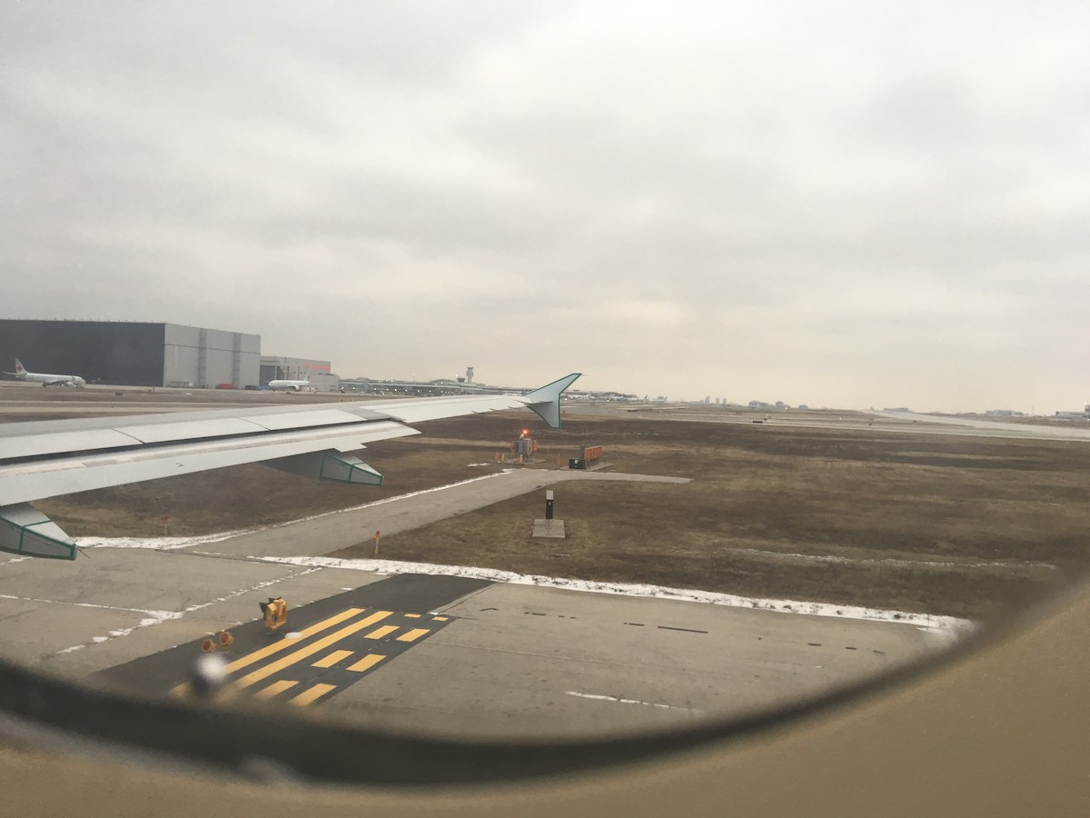 Snowy Owl - ML46780541