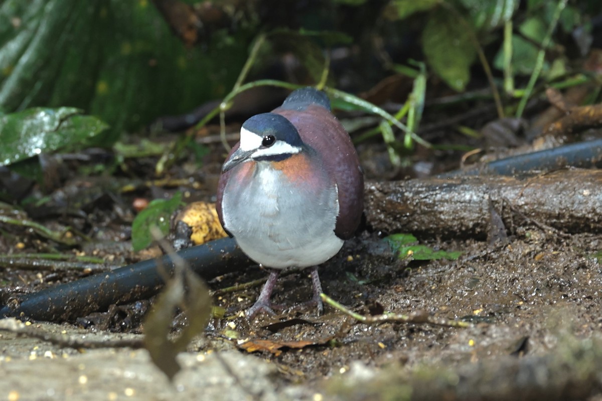 Purple Quail-Dove - ML467805551