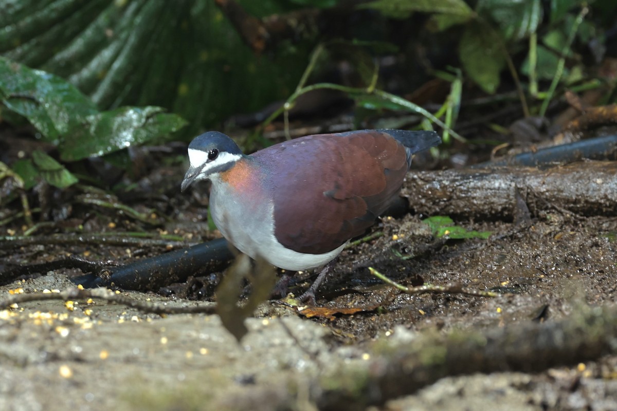 Purple Quail-Dove - ML467805561