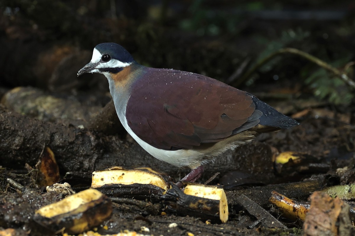 Purple Quail-Dove - ML467805581