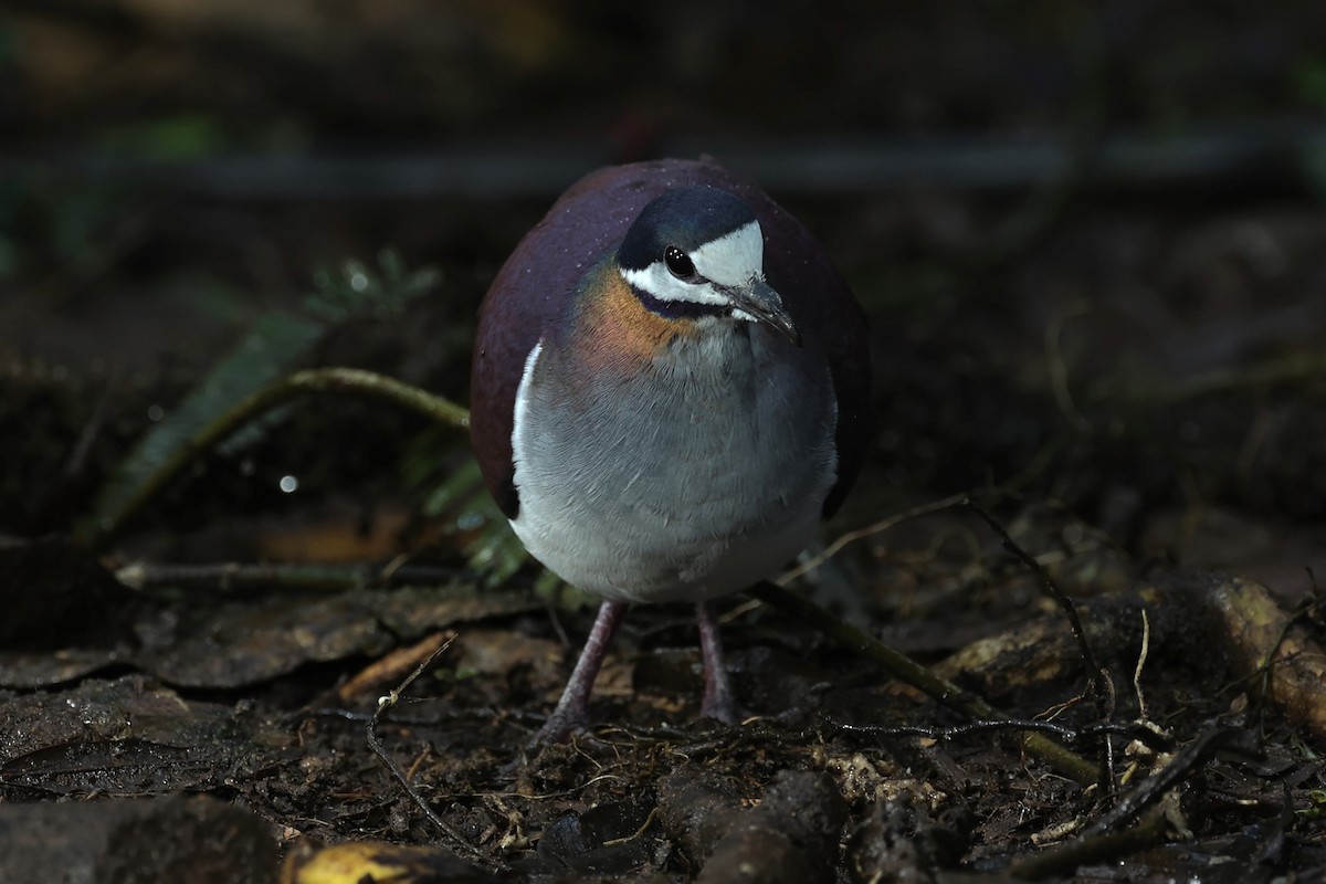 Purple Quail-Dove - ML467805591