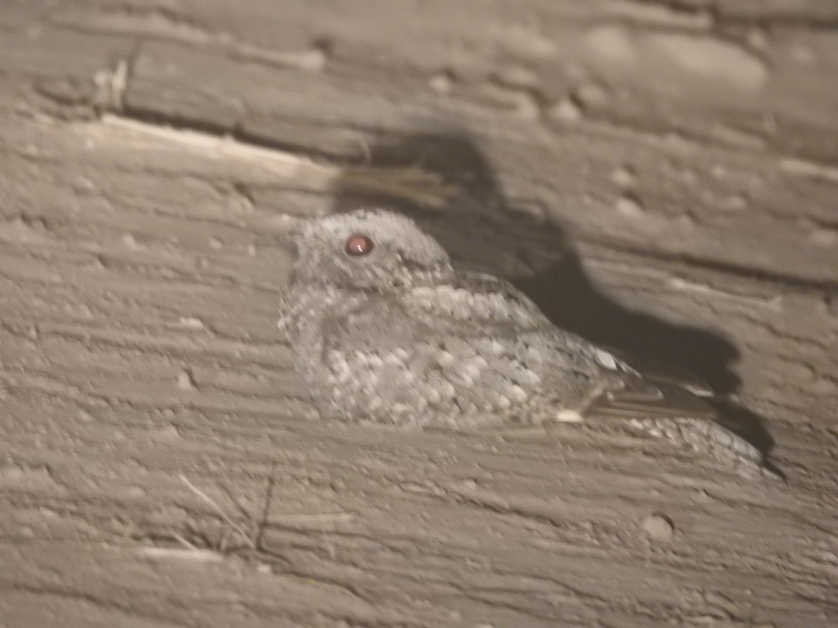 Band-winged Nightjar - ML467805681
