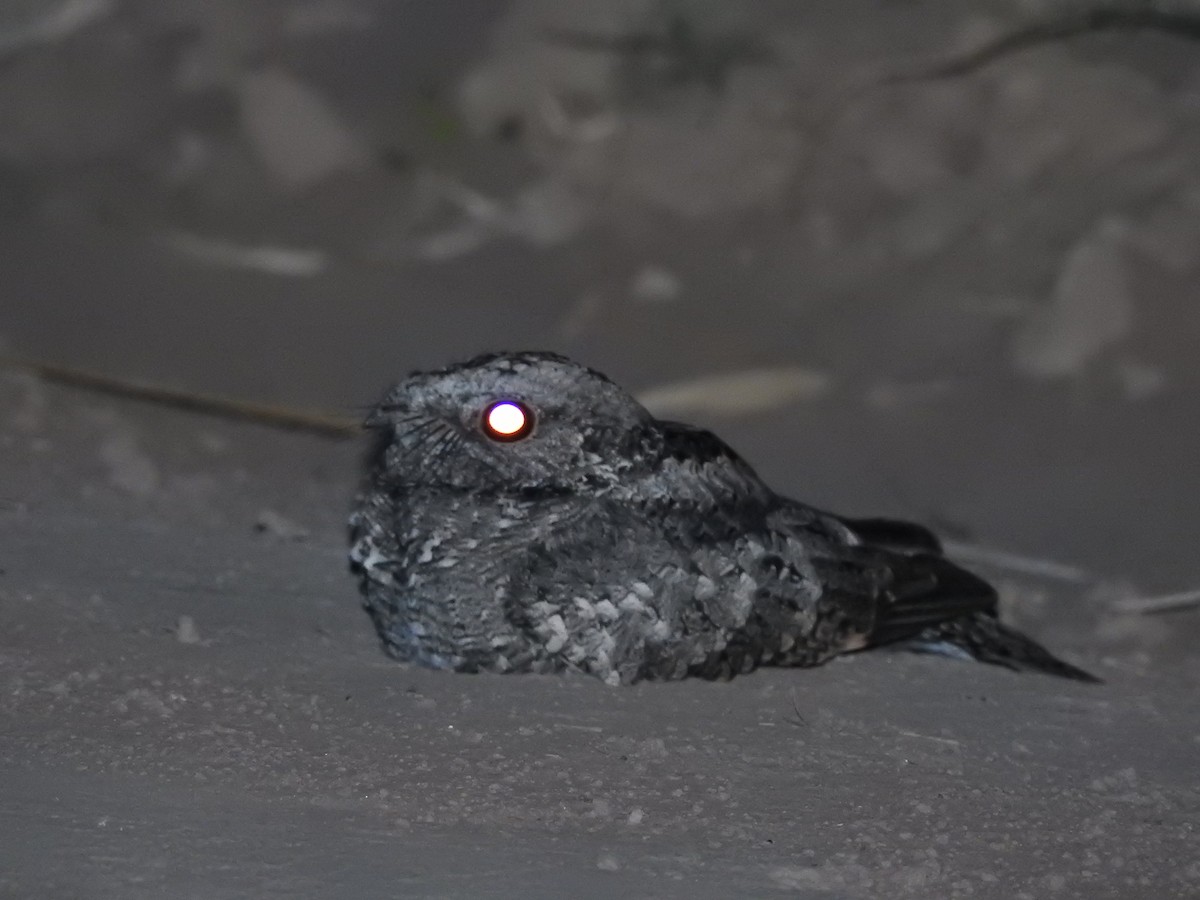 Band-winged Nightjar - ML467805761