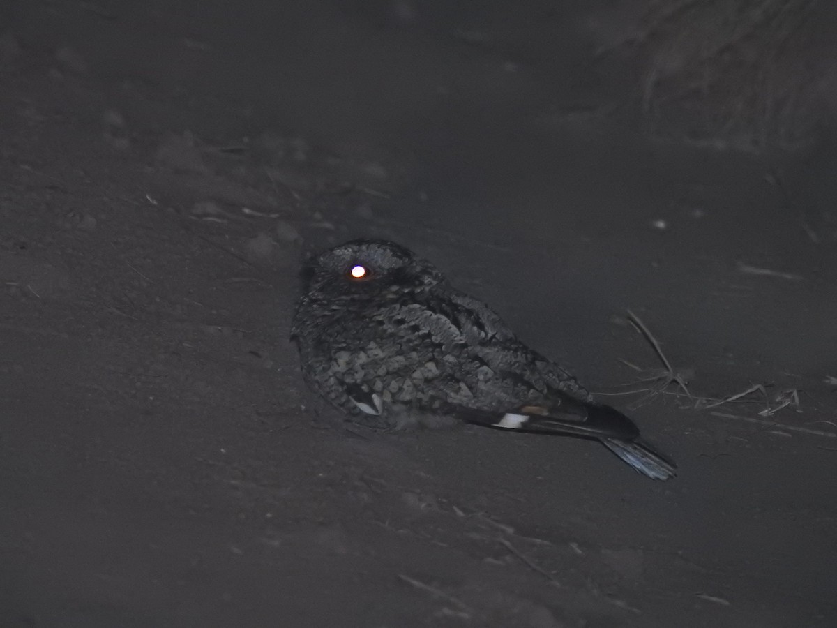 Band-winged Nightjar - ML467805841