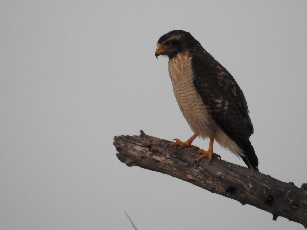 Roadside Hawk - ML467805951