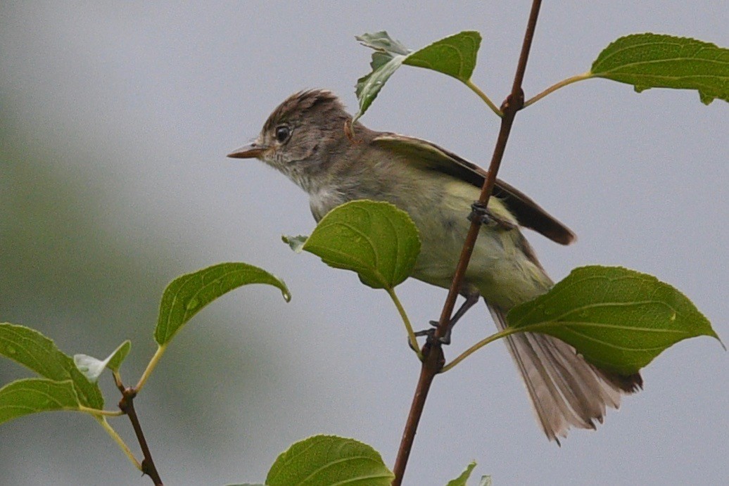 Willow Flycatcher - barbara segal