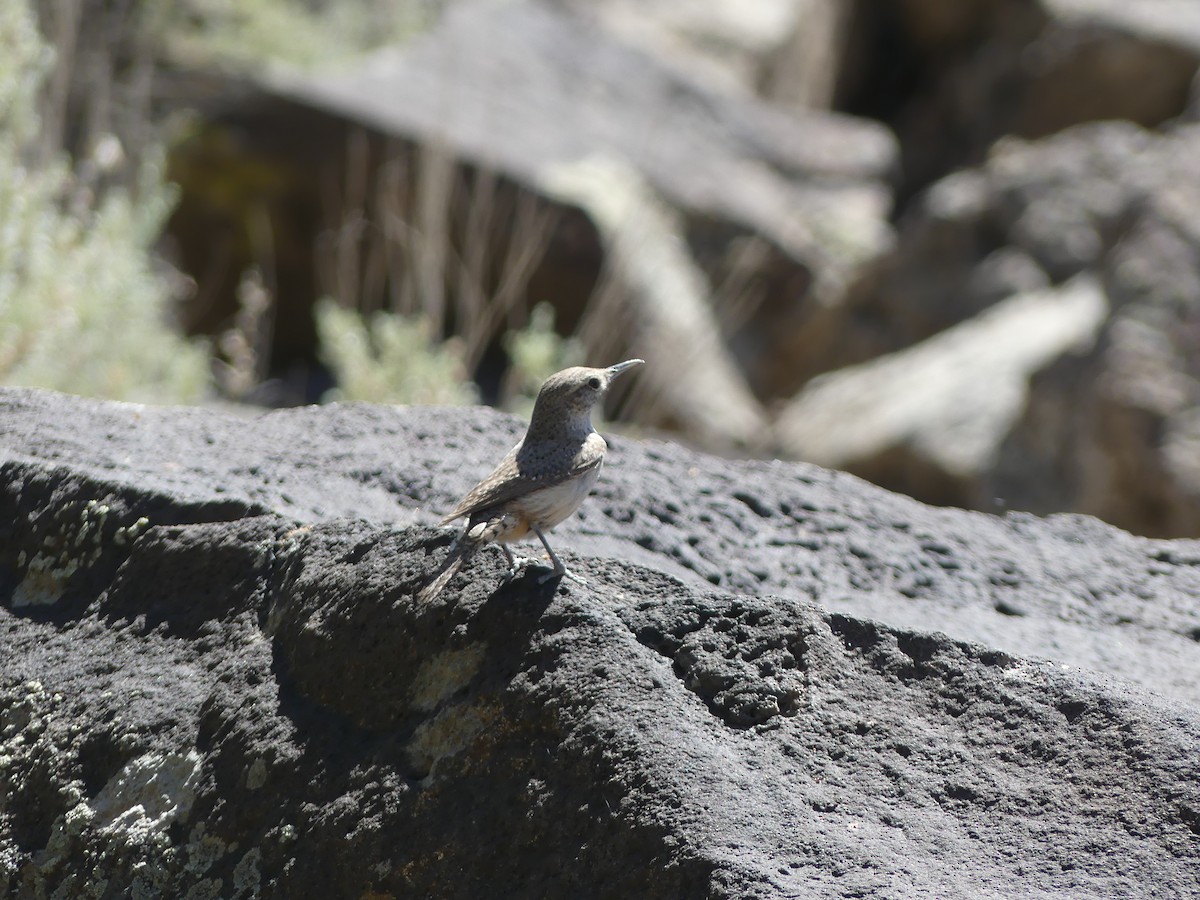 イワミソサザイ - ML467806521