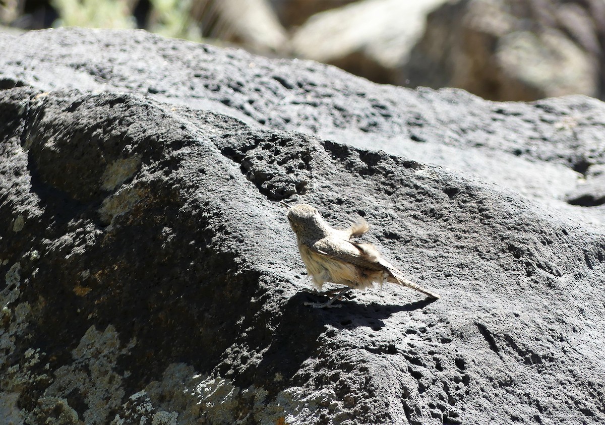 イワミソサザイ - ML467806681