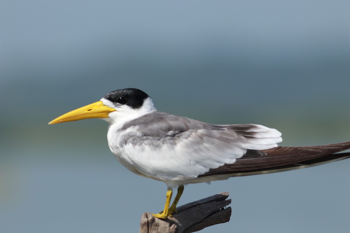 Large-billed Tern - Juanita Aldana-Domínguez