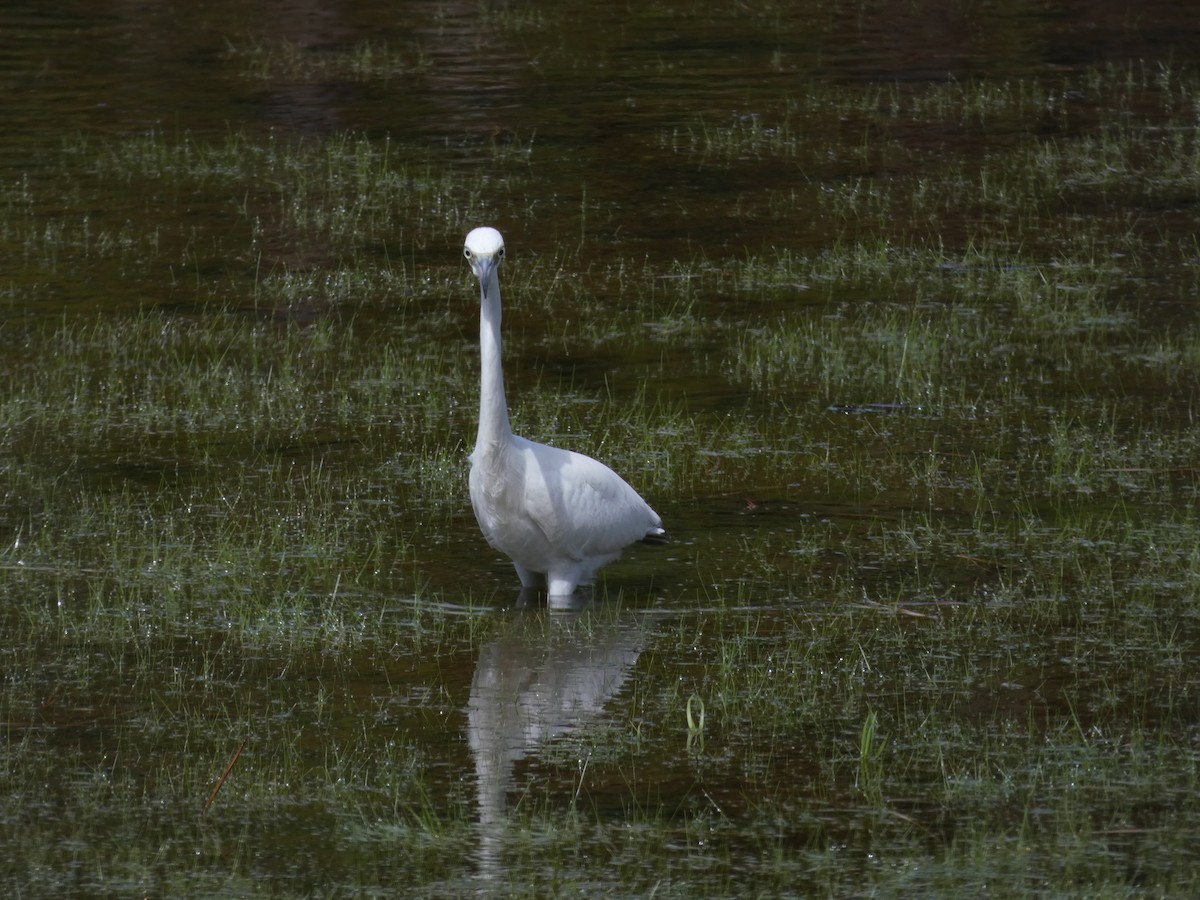 Little Blue Heron - ML467807831