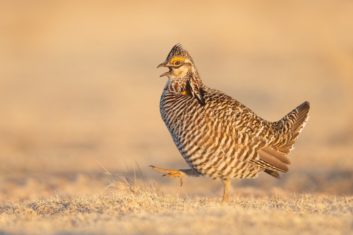 Greater Prairie-Chicken - ML467809121