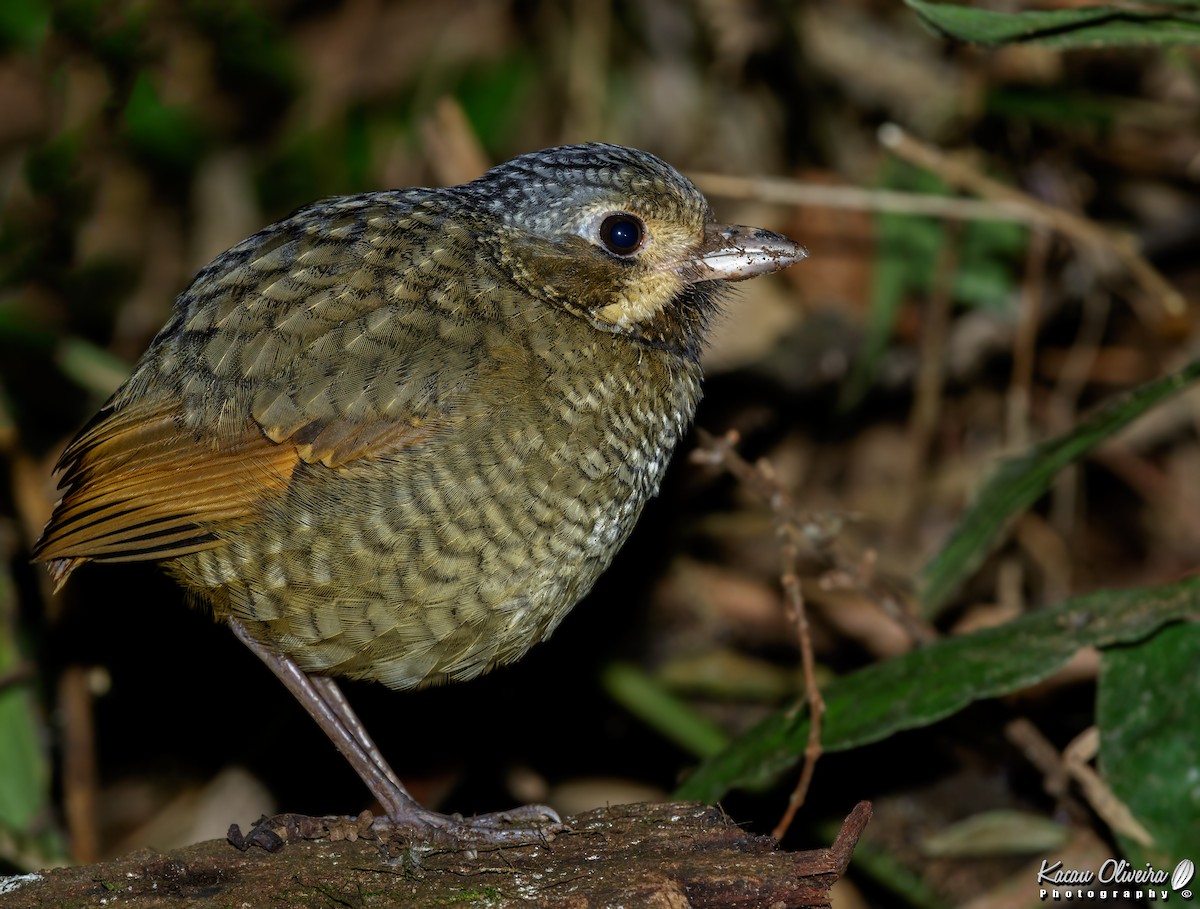 Variegated Antpitta - ML46780941