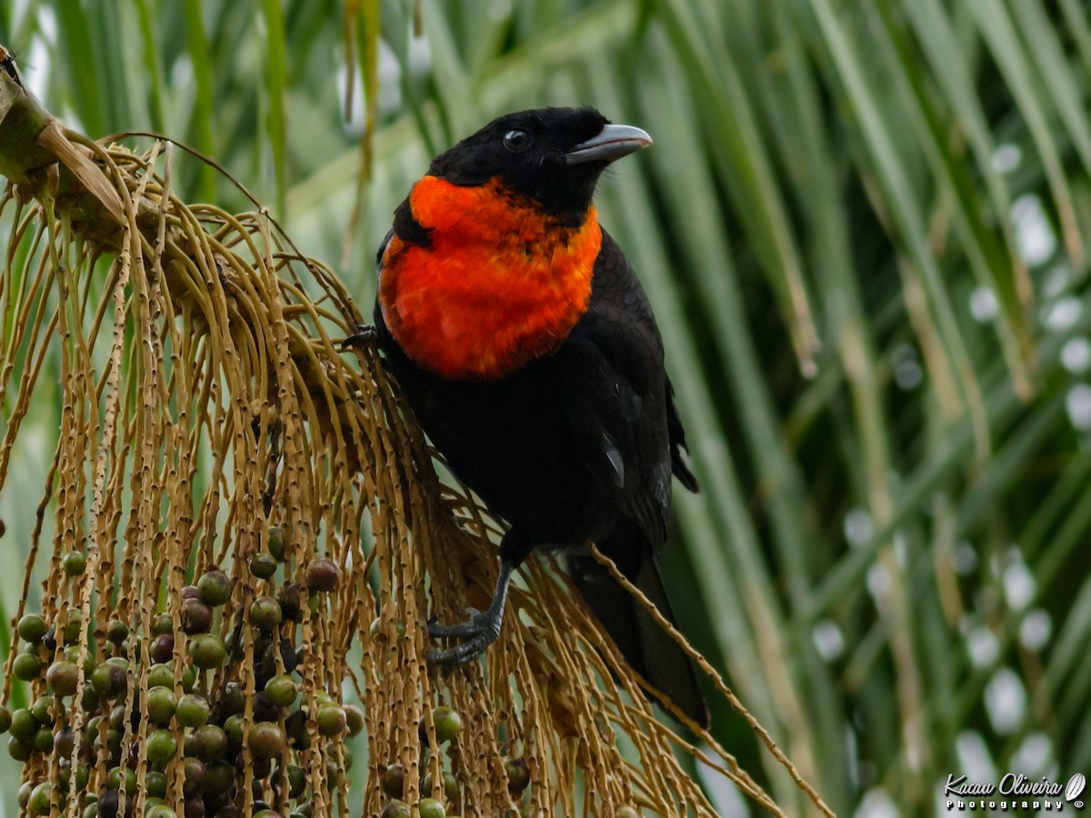 Red-ruffed Fruitcrow - ML46781061