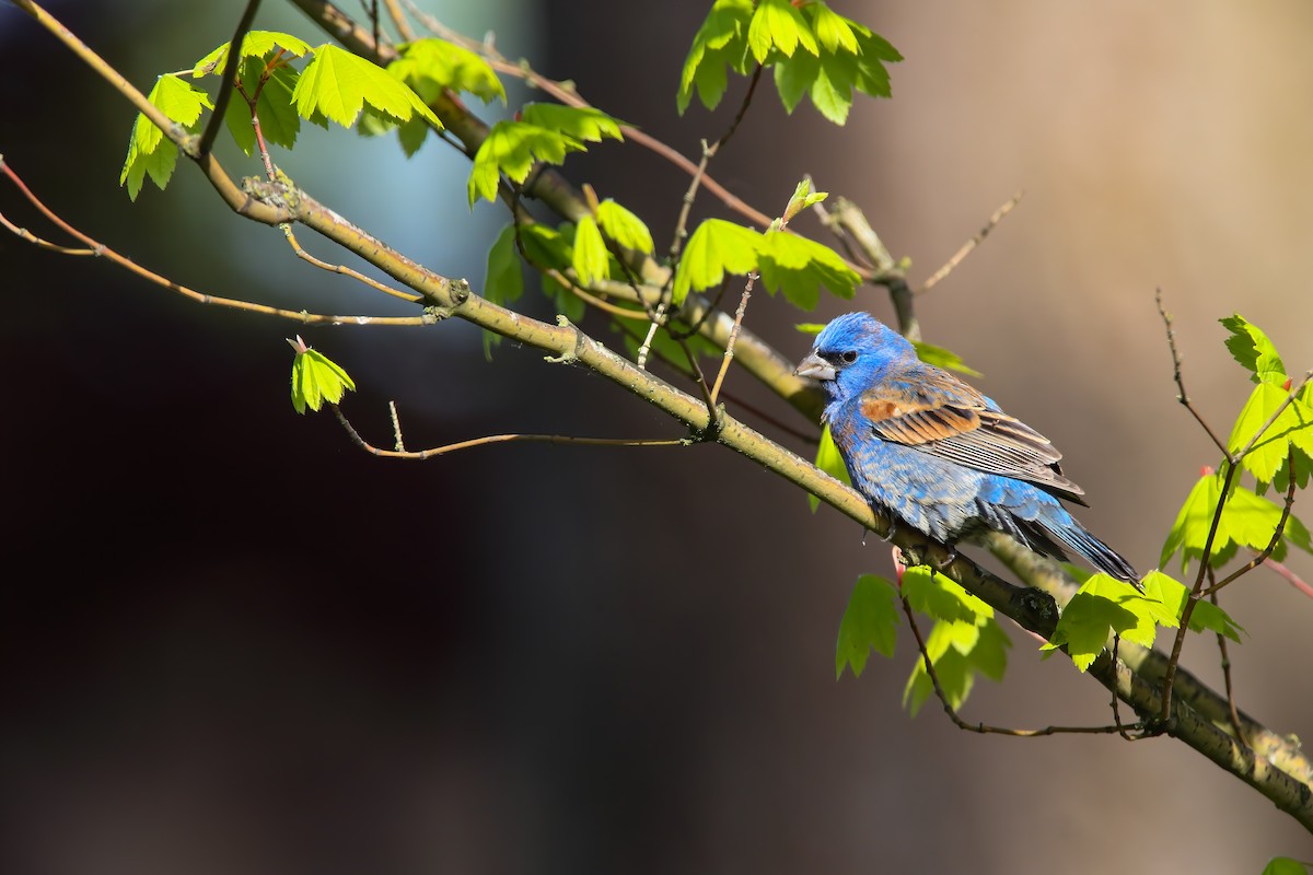 Blue Grosbeak - Scott Carpenter