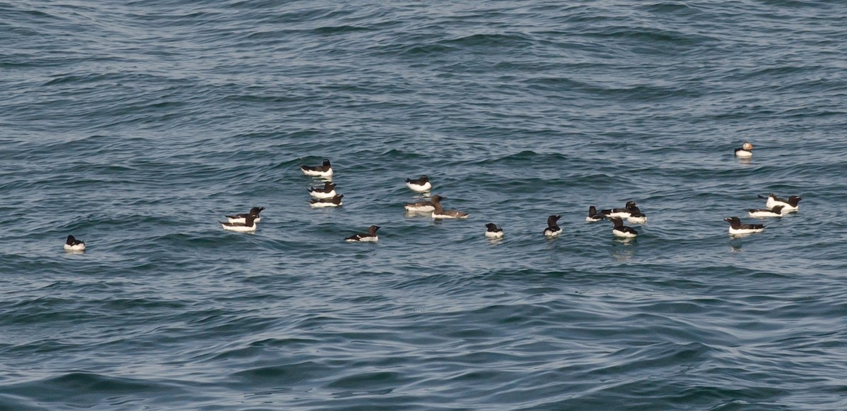 Common Murre - ML467811611