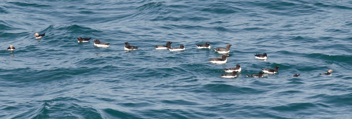 Common Murre - ML467811701