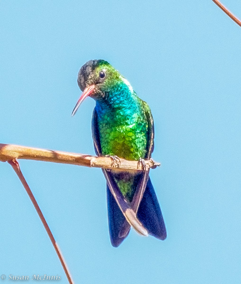 Glittering-bellied Emerald - Susan Mac