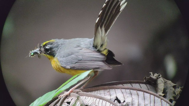 Fan-tailed Warbler - ML467812871
