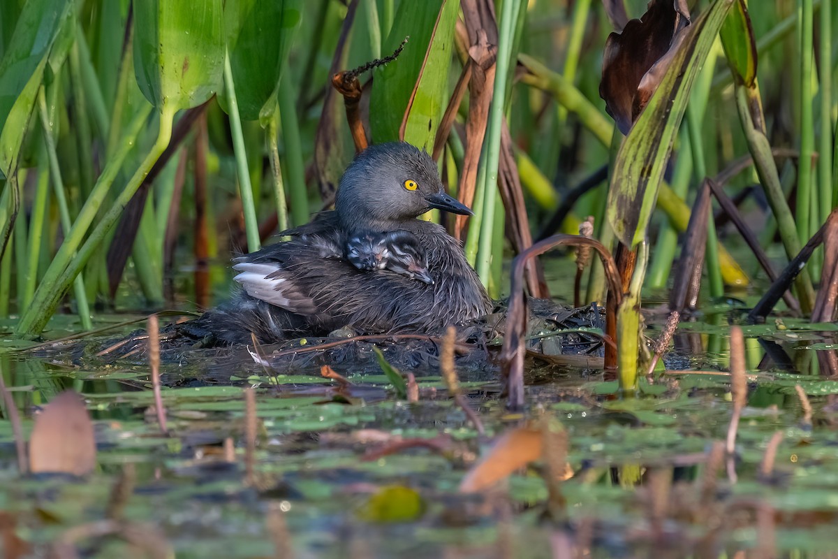 Least Grebe - ML467812921