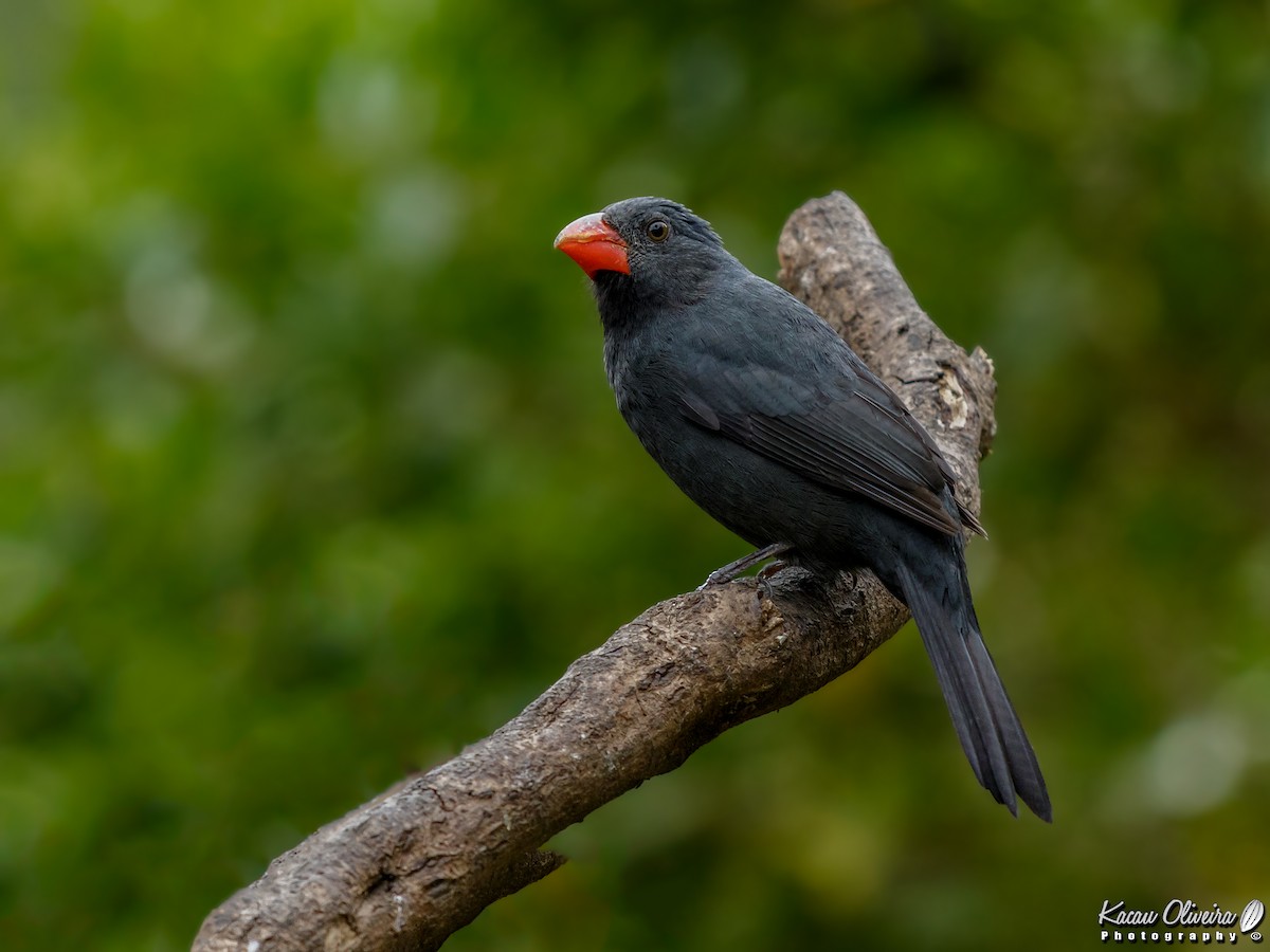 Black-throated Grosbeak - ML46781311