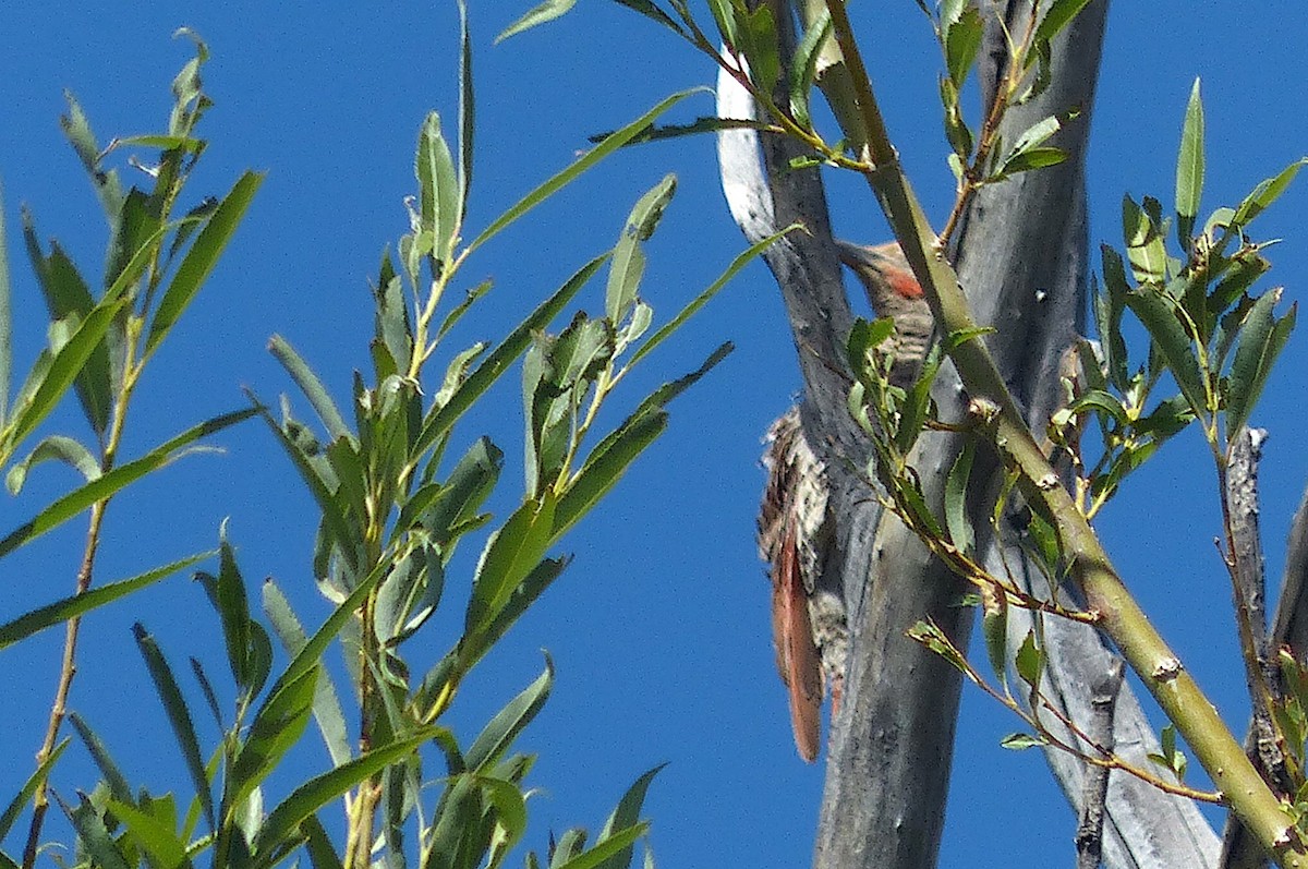 Northern Flicker - ML467813461