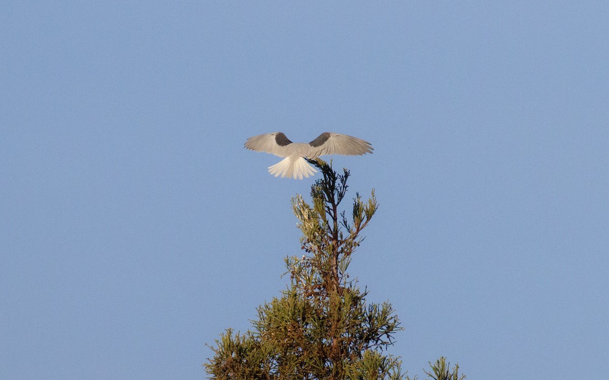 White-tailed Kite - ML467814191