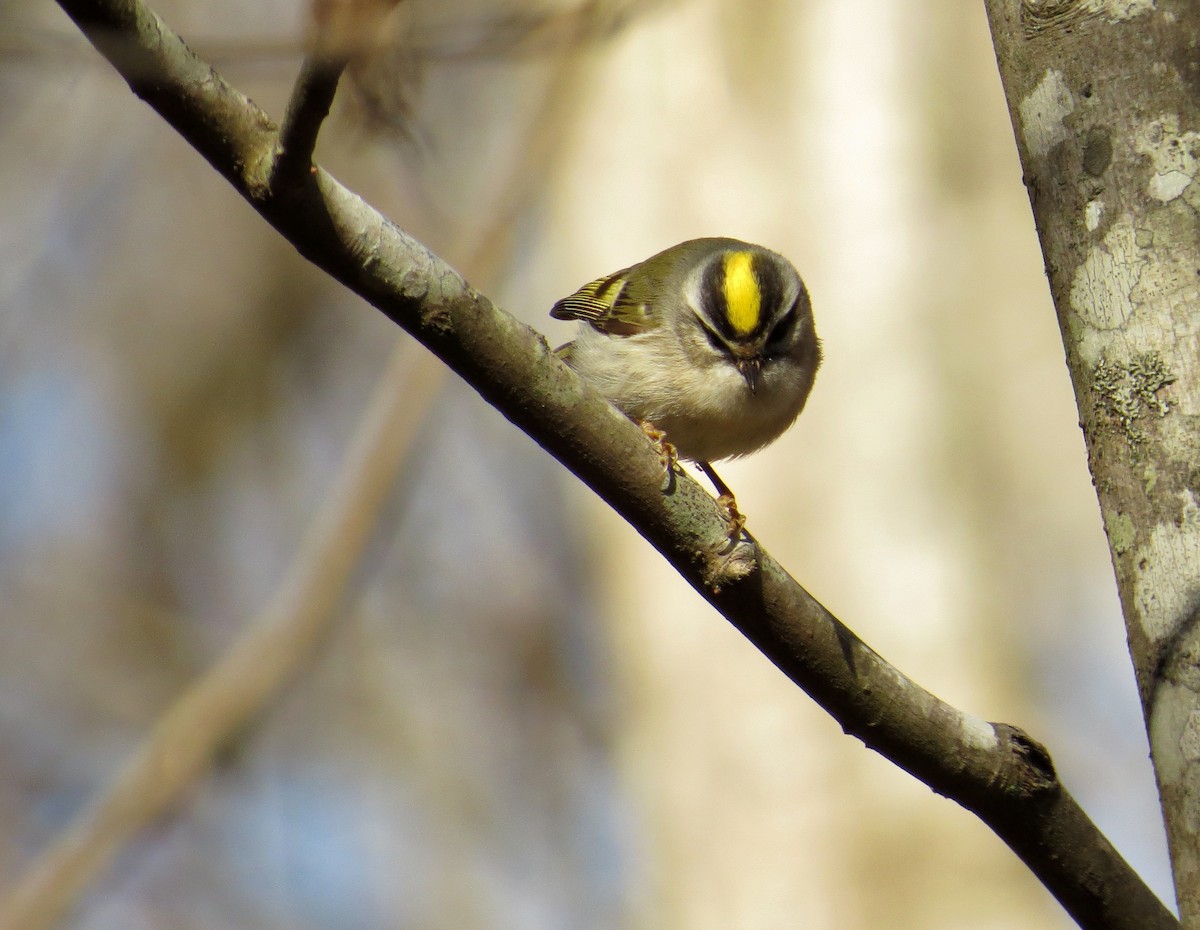 Golden-crowned Kinglet - ML46781421