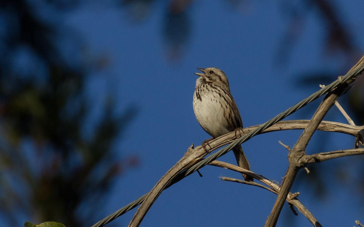 Song Sparrow - ML467814221