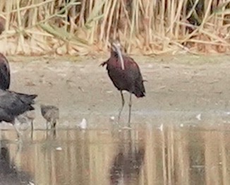 White-faced Ibis - ML467815351