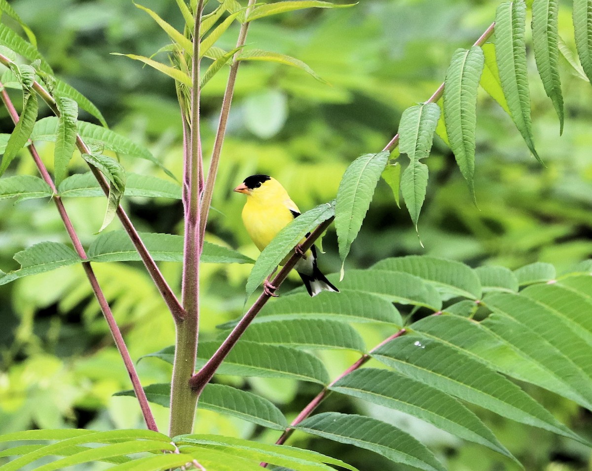 American Goldfinch - DICK GRUBB