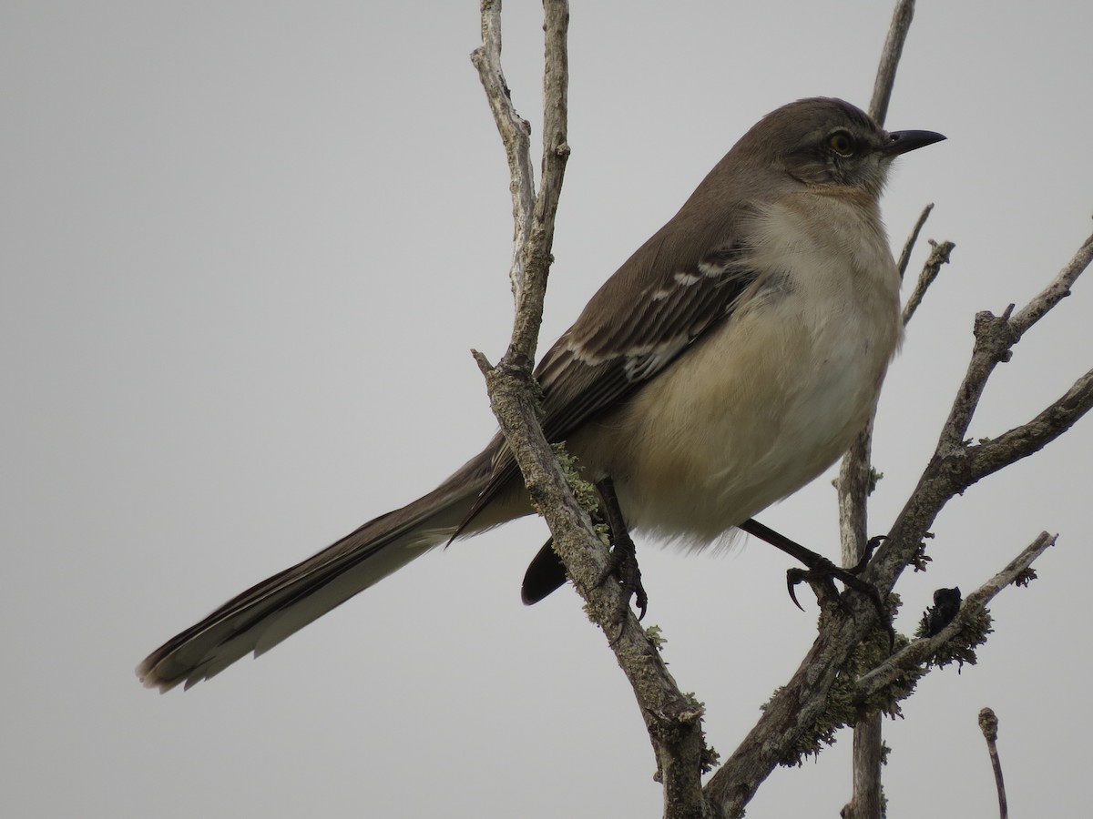 Northern Mockingbird - ML46781851