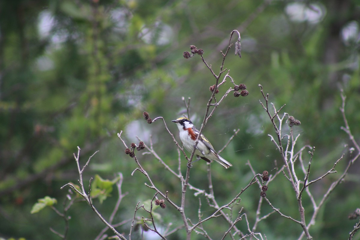 Chestnut-sided Warbler - ML467818701