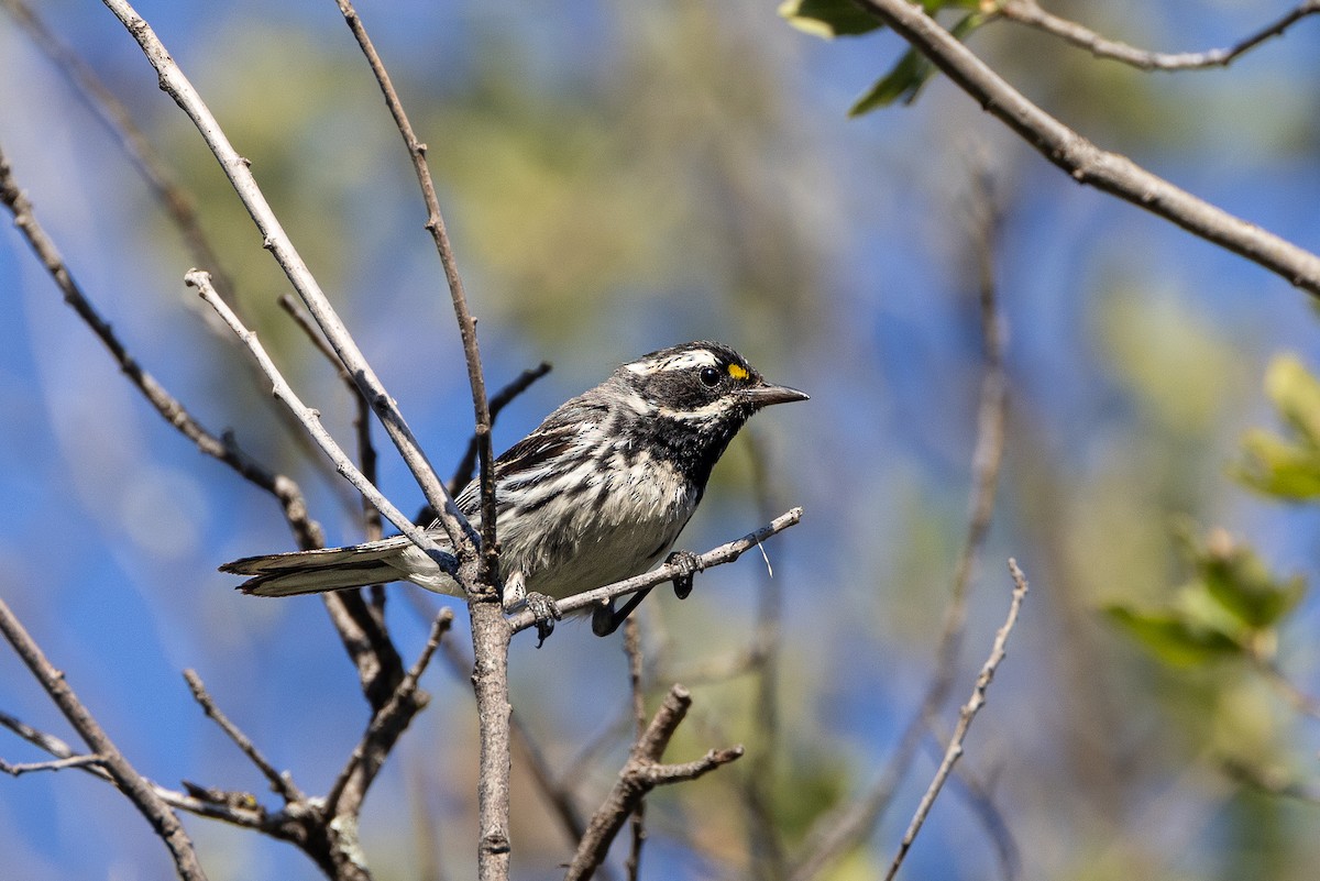 Black-throated Gray Warbler - ML467819441