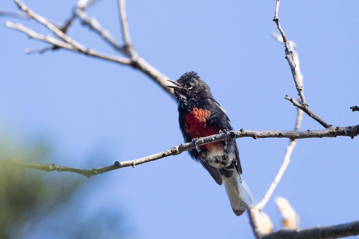 Painted Redstart - ML467819511