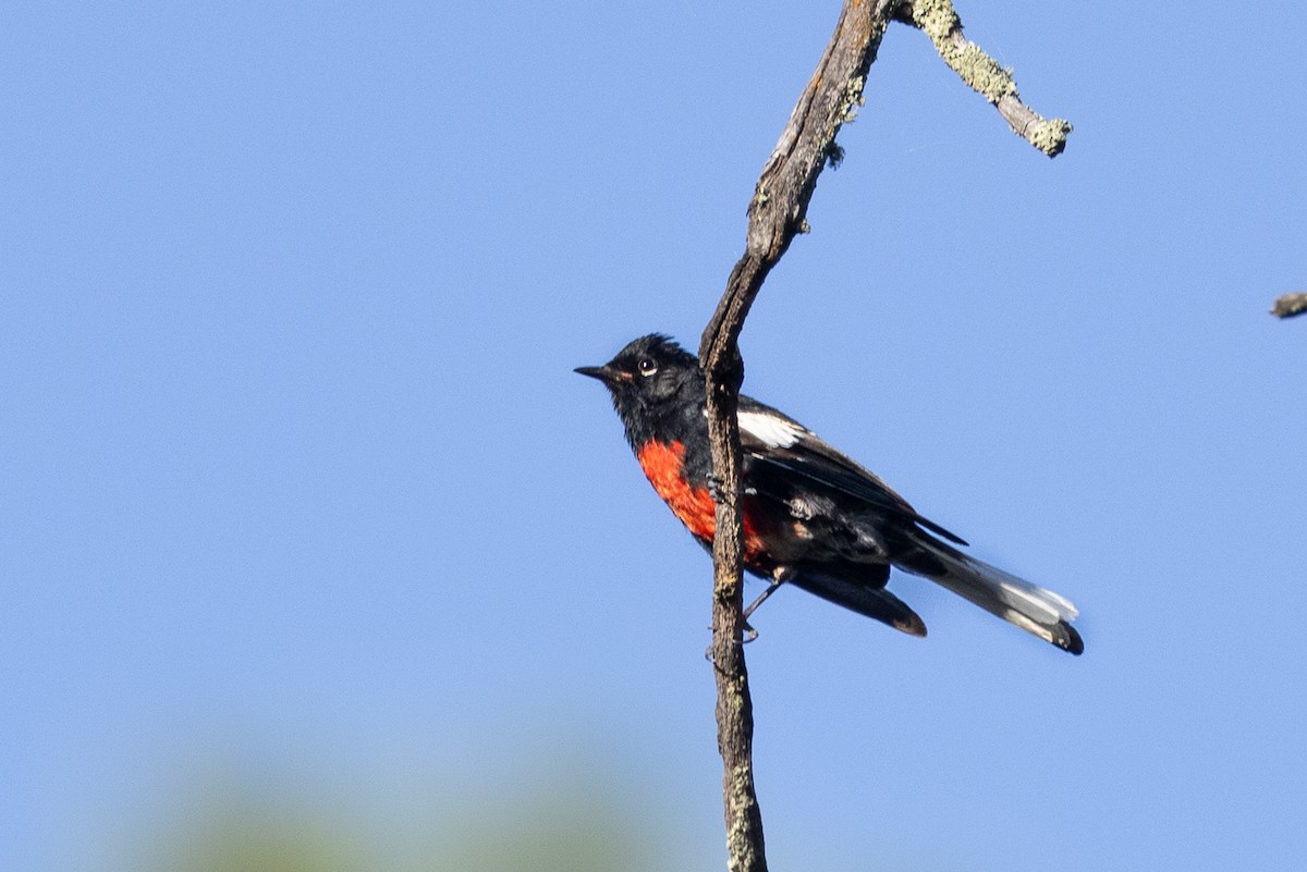 Painted Redstart - ML467819521