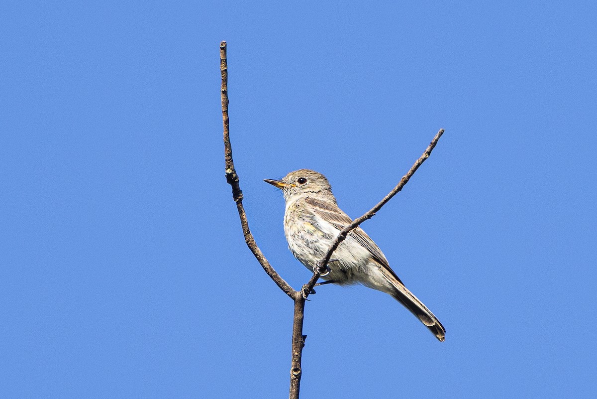 Gray Flycatcher - ML467819641