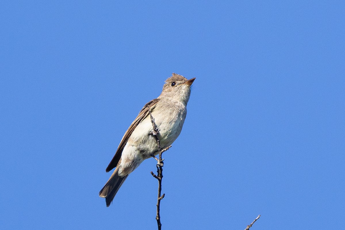 Western Wood-Pewee - ML467819701