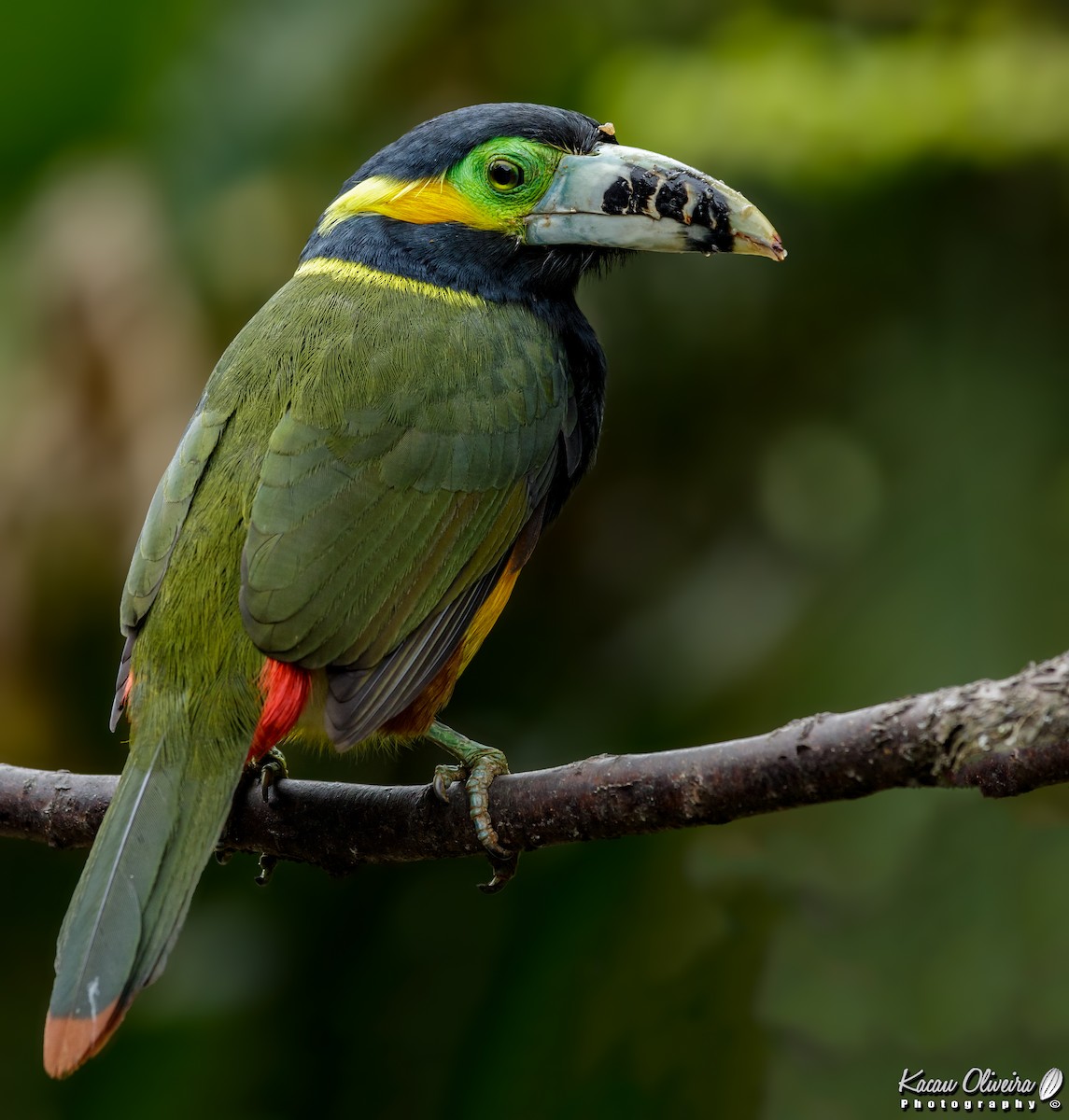 Toucanet à bec tacheté - ML46782021