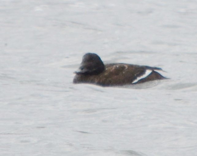 White-winged Scoter - ML46782071