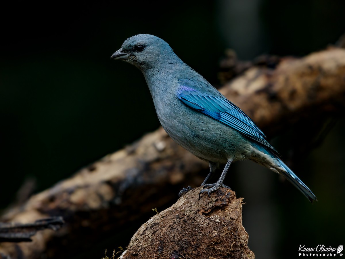 Azure-shouldered Tanager - ML46782151