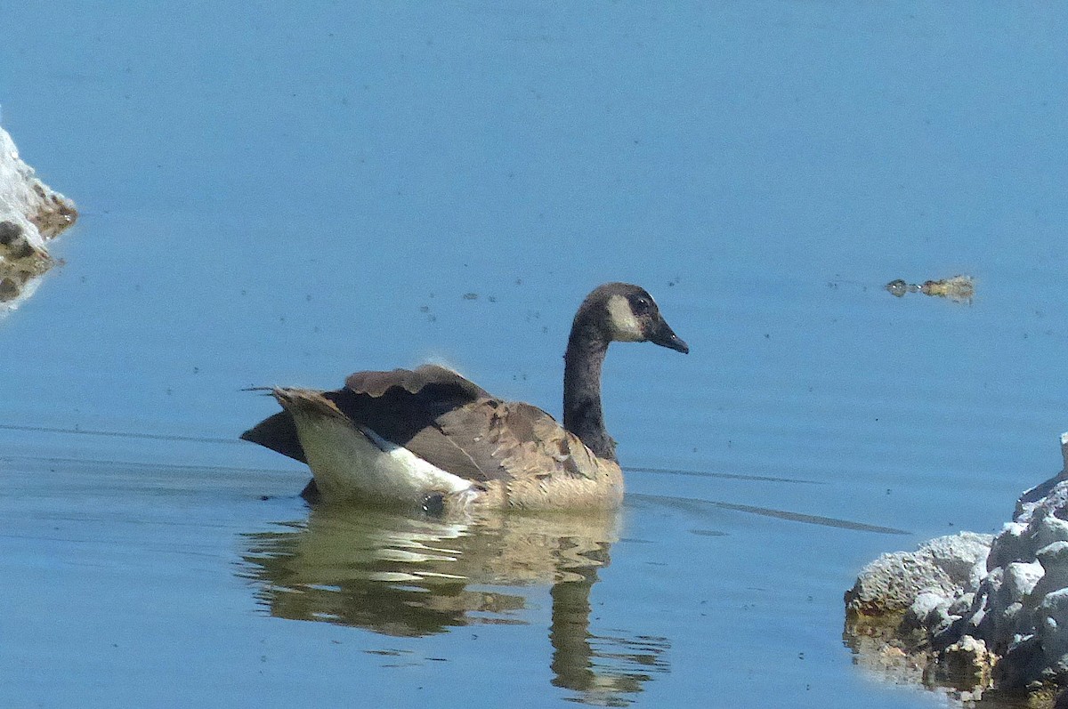 Canada Goose - ML467822361