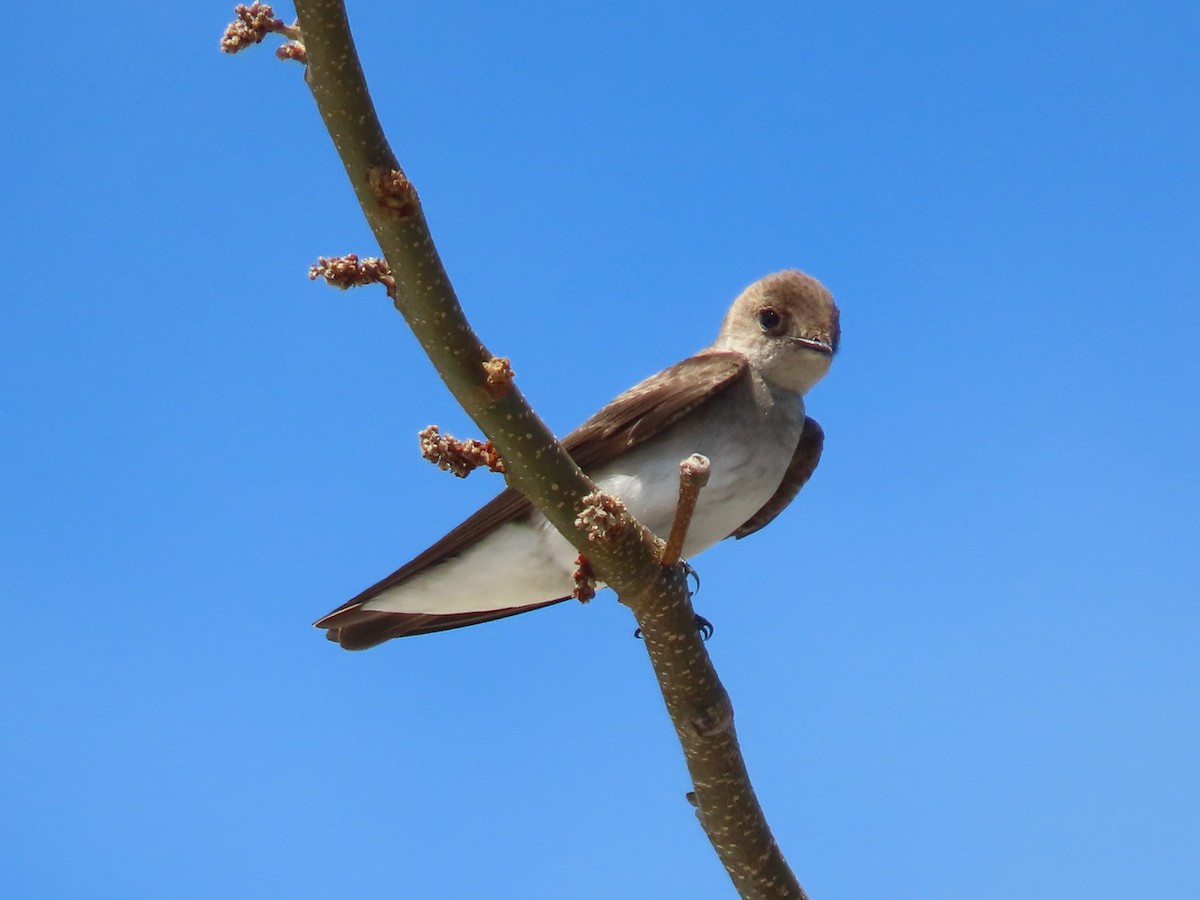 Northern Rough-winged Swallow - ML467822571
