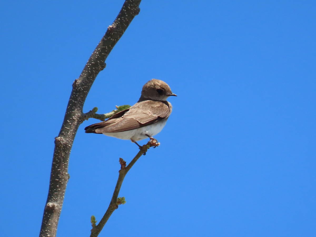 Northern Rough-winged Swallow - ML467822591