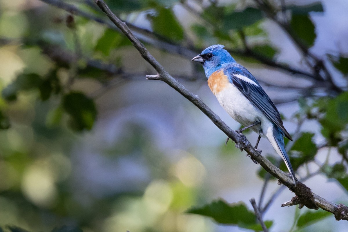 Lazuli Bunting - ML467823251