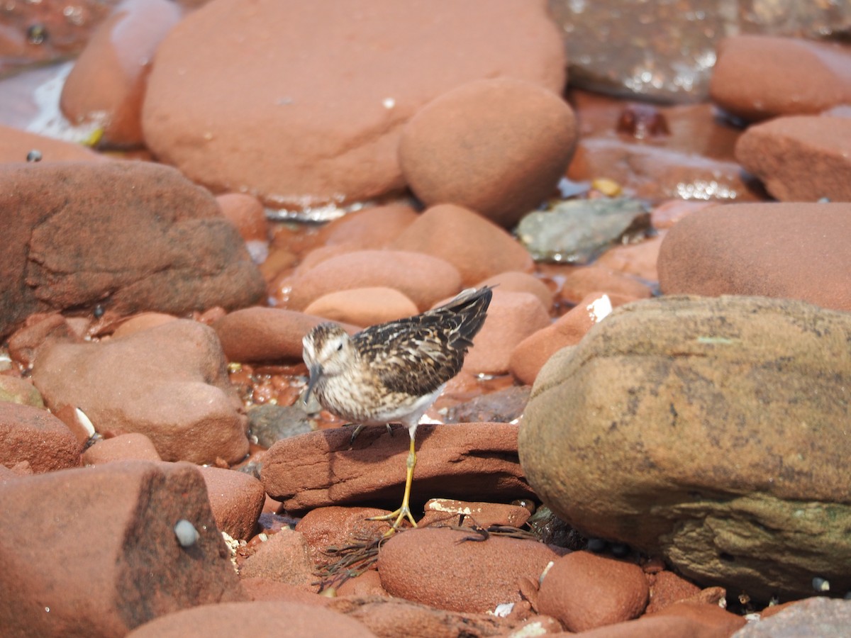 Least Sandpiper - ML467824961