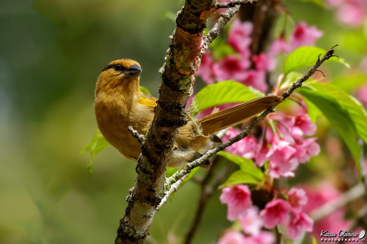 Brown Tanager - Kacau Oliveira