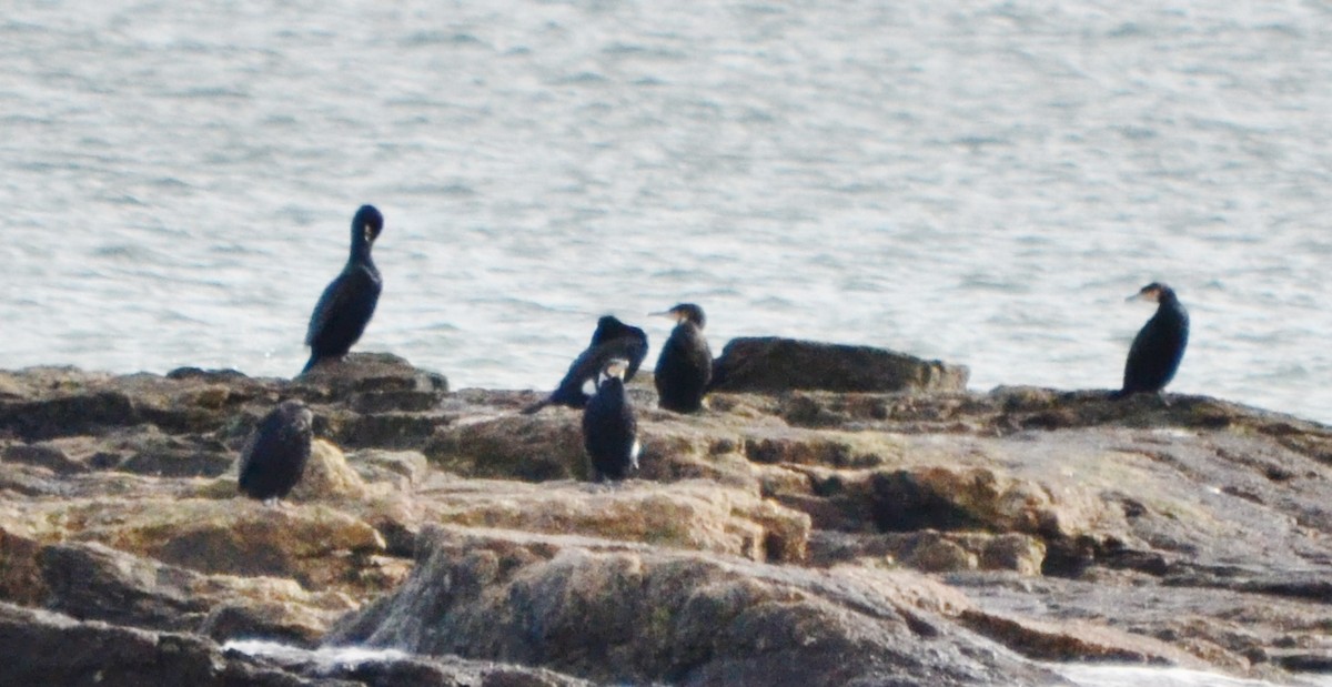 Great Cormorant - ML46782631