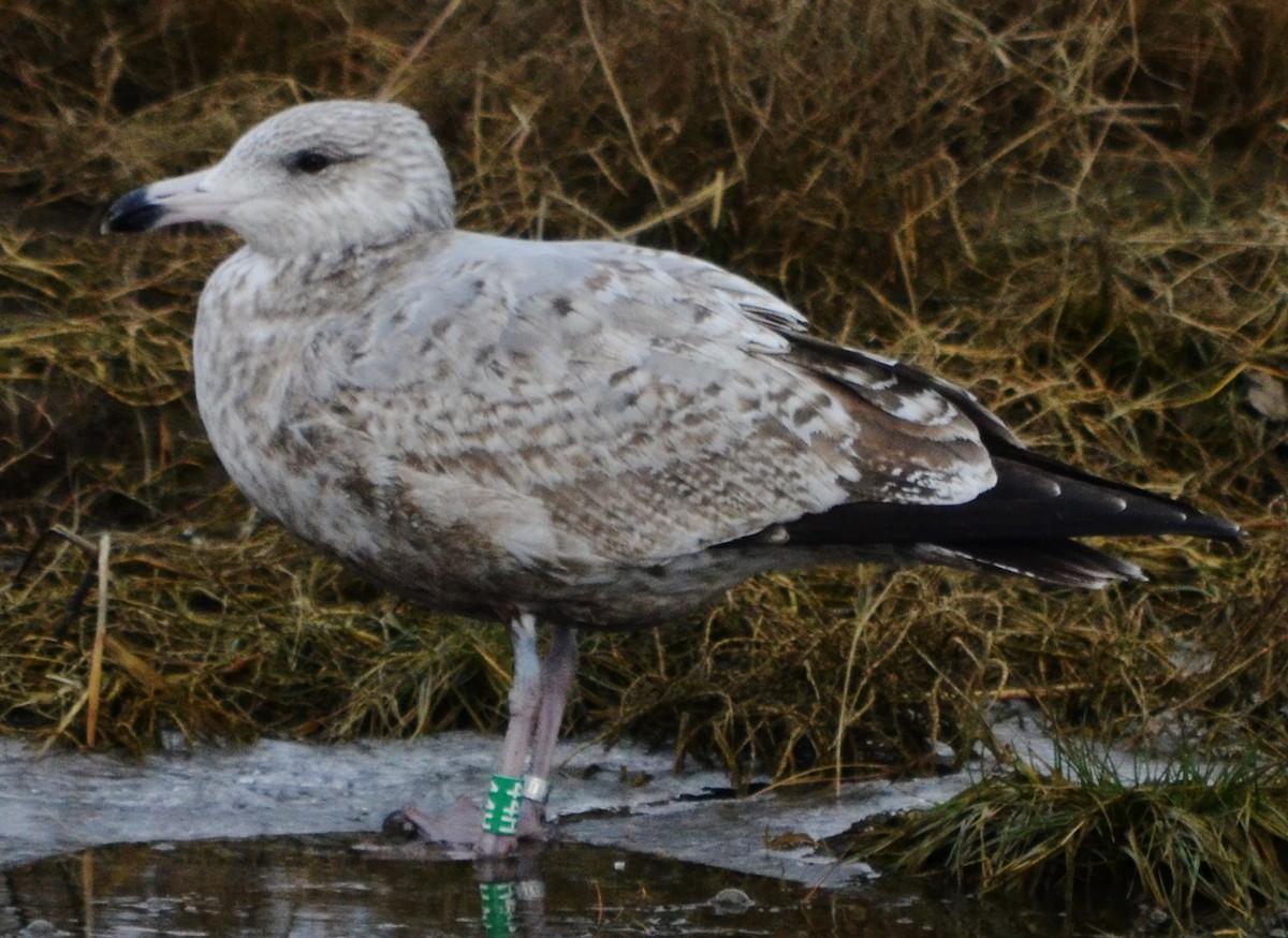 Herring Gull - alan murray