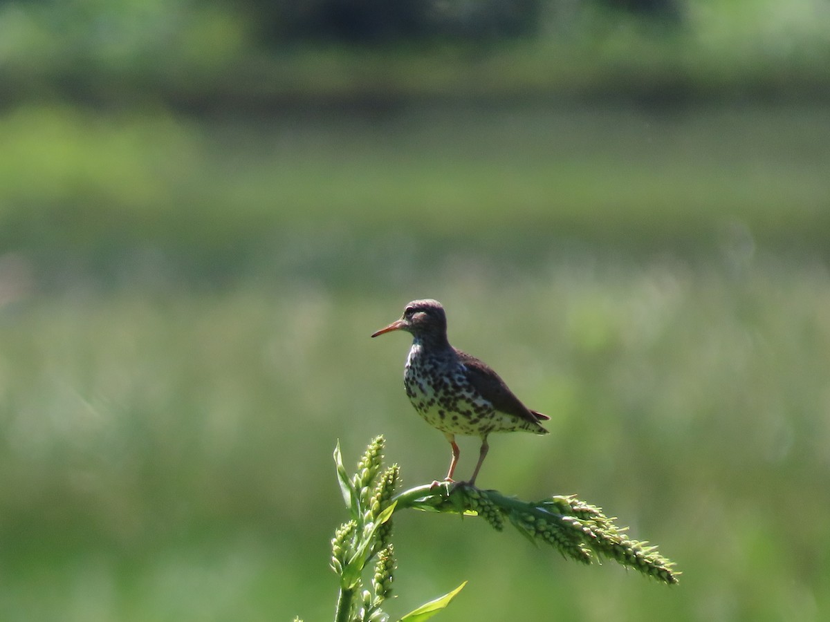 Spotted Sandpiper - ML467827231